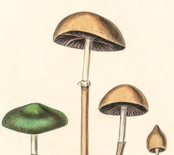 Agaricus Semiglobatus Mushrooms Vintage Medical Botanicals Antique Kitchen Art Decorative Print BUY 3 Get 4th PRINT FREE Online