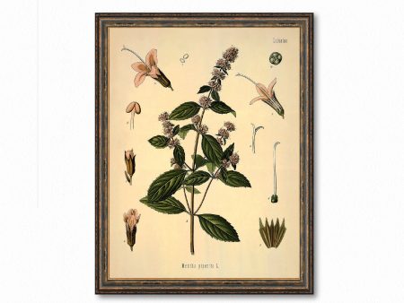 Mentha Piperita, Peppermint Botanical Antique Plant and Herb Drawings Kitchen Art Decorative Print BUY 3 Get 4th PRINT FREE Sale