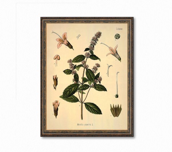 Mentha Piperita, Peppermint Botanical Antique Plant and Herb Drawings Kitchen Art Decorative Print BUY 3 Get 4th PRINT FREE Sale