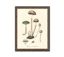 Agaricus Semiglobatus Mushrooms Vintage Medical Botanicals Antique Kitchen Art Decorative Print BUY 3 Get 4th PRINT FREE Online