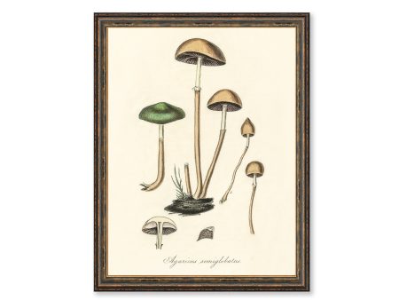 Agaricus Semiglobatus Mushrooms Vintage Medical Botanicals Antique Kitchen Art Decorative Print BUY 3 Get 4th PRINT FREE Online