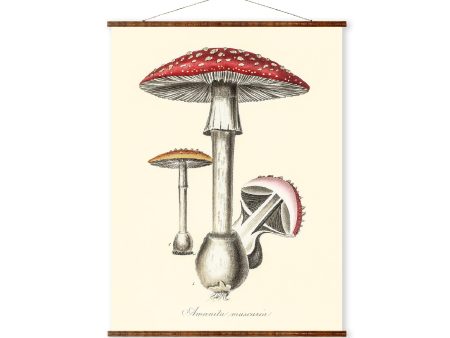 Amanita Muscaria Mushrooms Illustration Vintage Medical Botanicals Antique Ready to Hang Kitchen Decorative Canvas Scroll Fashion