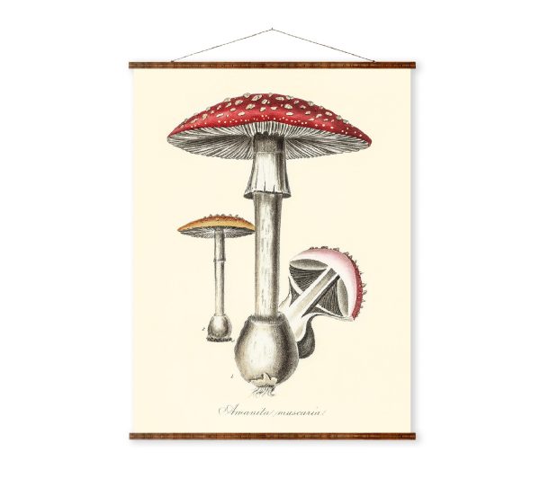 Amanita Muscaria Mushrooms Illustration Vintage Medical Botanicals Antique Ready to Hang Kitchen Decorative Canvas Scroll Fashion