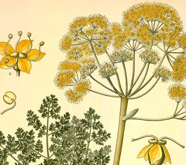 Ferula Galbaniflua Vintage Medical Botanicals Antique Plant and Herb Drawings Kitchen Art Decorative Print BUY 3 Get 4th PRINT FREE Online now