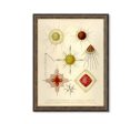 Acanthostaurus Vintage Poster Ernst Haeckel Illustration Art Decorative Wall Print Poster Home Decor Wall Hangings BUY 3 Get 4th PRINT FREE on Sale