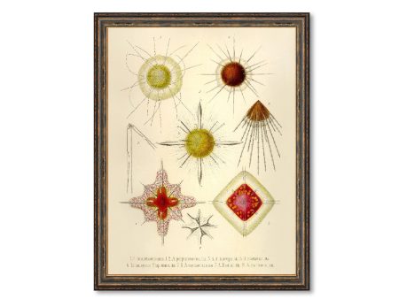 Acanthostaurus Vintage Poster Ernst Haeckel Illustration Art Decorative Wall Print Poster Home Decor Wall Hangings BUY 3 Get 4th PRINT FREE on Sale