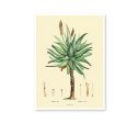 Aloe Medical Plant Botanicals Floral Antique Plant and Herb Drawings Kitchen Art Decorative Print BUY 3 Get 4th PRINT FREE For Sale