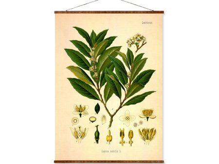 Bay Leaf (Laurus Nobilis) Vintage Medical Botanicals Antique Plant and Herb Drawings Ready to Hang Kitchen Art Decorative Canvas Scroll Online Hot Sale