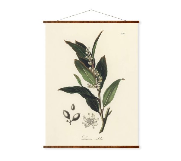 Bay laurel (Laurus nobilis)  Antique Plant and Herb Drawings Ready to Hang Kitchen Decorative Canvas Scroll Online now