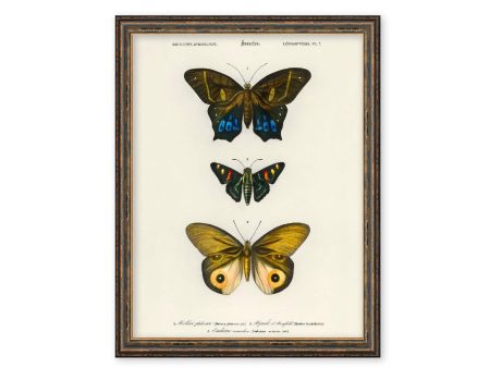 Vintage Butterfly Chart Plate 7 Illustration Decorative Wall Print Poster Science Chart Home Decor Wall Hangings BUY 3 Get 4th PRINT FREE Online