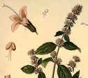 Mentha Piperita, Peppermint Botanical Antique Plant and Herb Drawings Kitchen Art Decorative Print BUY 3 Get 4th PRINT FREE Sale