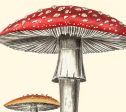 Amanita Muscaria Mushrooms Illustration Vintage Medical Botanicals Antique Ready to Hang Kitchen Decorative Canvas Scroll Fashion