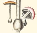 Amanita Muscaria Mushrooms Illustration Vintage Medical Botanicals Antique Ready to Hang Kitchen Decorative Canvas Scroll Fashion