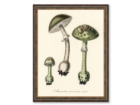 Amanita Muscaria Var Mushrooms Illustration Vintage Medical Botanicals Antique Kitchen Art Decorative Print BUY 3 Get 4th PRINT FREE Cheap