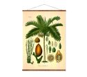 Betel Palm (Areca Catechu) Vintage Medical Botanicals Antique Plant and Herb Drawings Ready to Hang Kitchen Art Decorative Canvas Scroll Online Sale