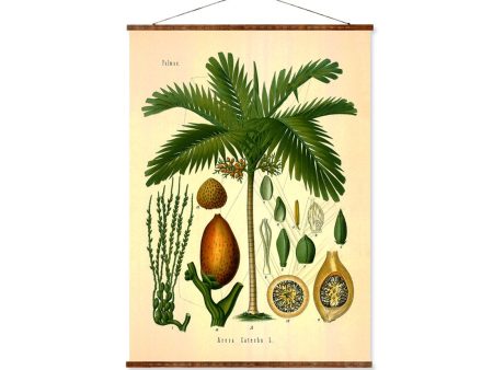 Betel Palm (Areca Catechu) Vintage Medical Botanicals Antique Plant and Herb Drawings Ready to Hang Kitchen Art Decorative Canvas Scroll Online Sale