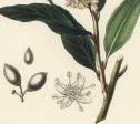 Bay laurel (Laurus nobilis)  Antique Plant and Herb Drawings Ready to Hang Kitchen Decorative Canvas Scroll Online now