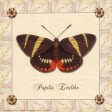 Papilio Evalthe I Online