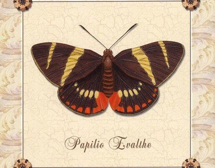 Papilio Evalthe I Online