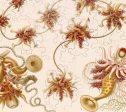 Siphonophorae 1 Vintage Poster on Canvas Ernst Haeckel Illustration Art Ready to Hang Antique Wall Decor Roll Down Canvas Scroll Sale