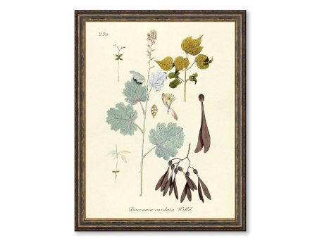 Bocconia Cordata Willd Illustration Vintage Botanicals Antique Kitchen Art Decorative Print BUY 3 Get 4th PRINT FREE Online