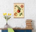 Pomegranate (Punica Granatum) Vintage Medical Botanicals Antique Plant and Herb Drawings Ready to Hang Kitchen Art Decorative Canvas Scroll Online Sale