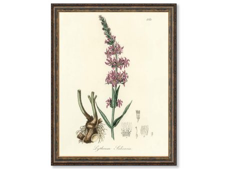 Purple Loosestrife Botanicals Floral Antique Plant and Herb Drawings  Kitchen Art Decorative Print BUY 3 Get 4th PRINT FREE Online now