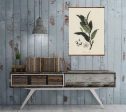 Bay laurel (Laurus nobilis)  Antique Plant and Herb Drawings Ready to Hang Kitchen Decorative Canvas Scroll Online now