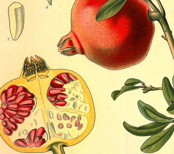 Pomegranate (Punica Granatum) Vintage Medical Botanicals Antique Plant and Herb Drawings Ready to Hang Kitchen Art Decorative Canvas Scroll Online Sale