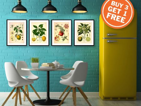 Set of 4 Vintage Fruit Prints Medical Botanicals Antique Plant Illustrations Kitchen Art Lemon Lime Pomegranate Quince Wall Decor on Sale