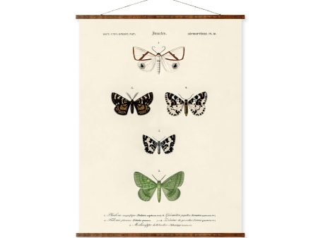 Butterfly Chart Plate 18 Illustration Vintage Art Ready to Hang Antique Wall Decor Roll Down Canvas Scroll Fashion