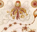 Siphonophorae 1 Vintage Poster on Canvas Ernst Haeckel Illustration Art Ready to Hang Antique Wall Decor Roll Down Canvas Scroll Sale