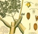 Ferula Galbaniflua Vintage Medical Botanicals Antique Plant and Herb Drawings Kitchen Art Decorative Print BUY 3 Get 4th PRINT FREE Online now