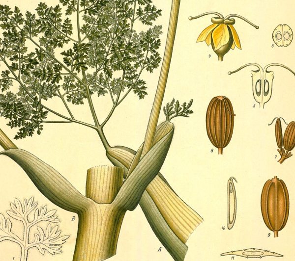 Ferula Galbaniflua Vintage Medical Botanicals Antique Plant and Herb Drawings Kitchen Art Decorative Print BUY 3 Get 4th PRINT FREE Online now