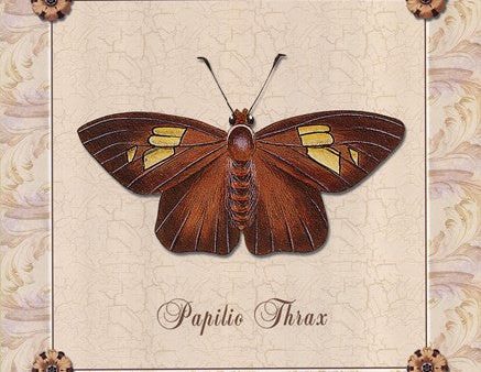 Papilio Thrax Online now