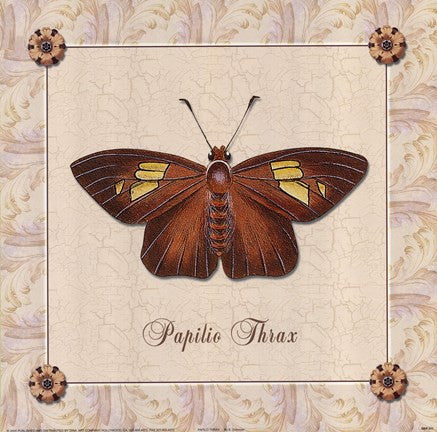 Papilio Thrax Online now