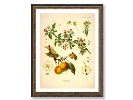 Apple Vintage Medical Botanicals Pirus Malus Antique Plant and Herb Drawings Kitchen Art Decorative Print BUY 3 Get 4th PRINT FREE Online Hot Sale