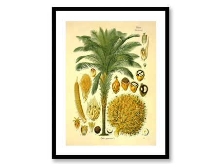 African Oil Palm Elaeis Guineensis Vintage Medical Botanicals Antique Plant and Herb Drawings Kitchen Art Print BUY 3 Get 4th PRINT FREE For Cheap