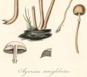 Agaricus Semiglobatus Mushrooms Vintage Medical Botanicals Antique Kitchen Art Decorative Print BUY 3 Get 4th PRINT FREE Online