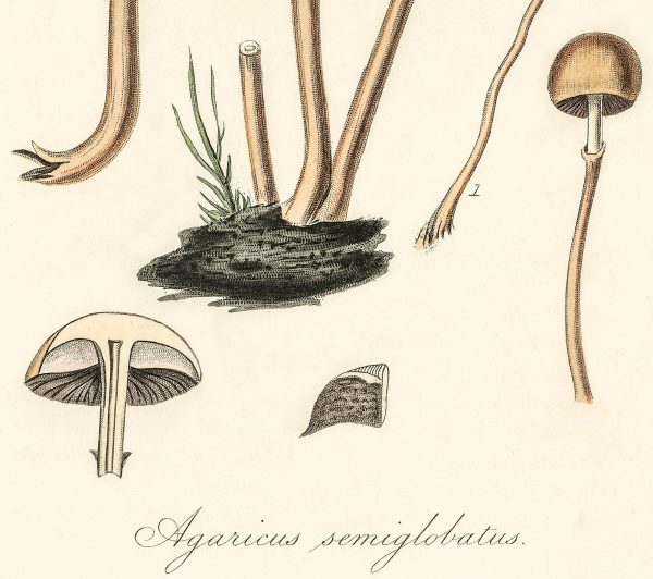 Agaricus Semiglobatus Mushrooms Vintage Medical Botanicals Antique Kitchen Art Decorative Print BUY 3 Get 4th PRINT FREE Online