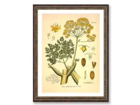 Ferula Galbaniflua Vintage Medical Botanicals Antique Plant and Herb Drawings Kitchen Art Decorative Print BUY 3 Get 4th PRINT FREE Online now