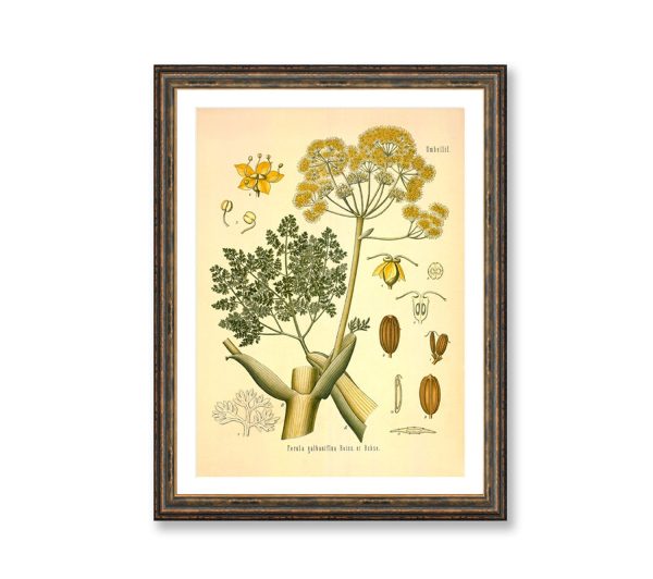 Ferula Galbaniflua Vintage Medical Botanicals Antique Plant and Herb Drawings Kitchen Art Decorative Print BUY 3 Get 4th PRINT FREE Online now