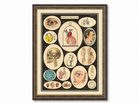 Vintage Specimens Art Decorative Wall Print Poster Science Chart Home Decor Wall Hangings Online now