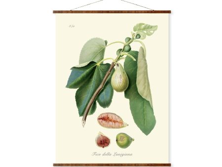 Monaco Fig (Fico Della Lunigiana) Antique Plant and Herb Drawings Ready to Hang Kitchen Decorative Canvas Scroll For Cheap