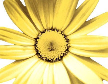 Yellow Daisy Discount