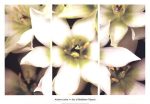 Star of Bethlehem Triptych Cheap