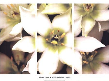 Star of Bethlehem Triptych Cheap