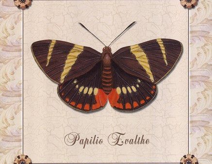 Papilio Evalthe II Hot on Sale