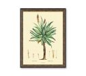 Aloe Medical Plant Botanicals Floral Antique Plant and Herb Drawings Kitchen Art Decorative Print BUY 3 Get 4th PRINT FREE For Sale