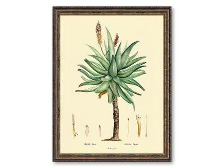 Aloe Medical Plant Botanicals Floral Antique Plant and Herb Drawings Kitchen Art Decorative Print BUY 3 Get 4th PRINT FREE For Sale